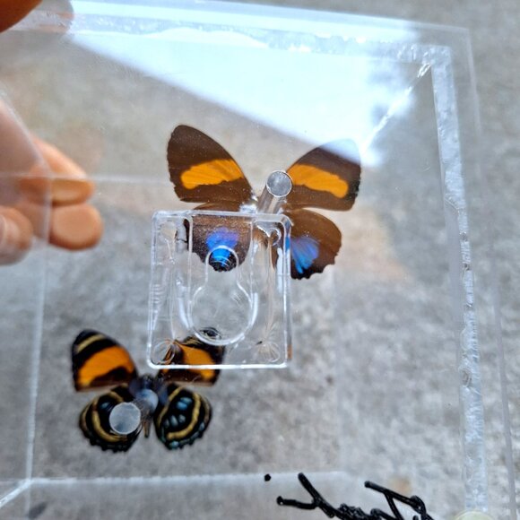 Real Butterflies in Case Taxidermy Sam Trophia Signed Vintage - Picture 4 of 4